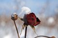 winterrose_2