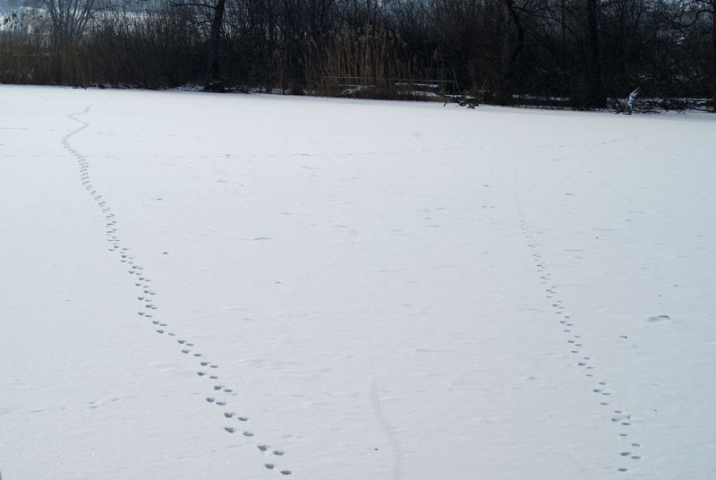 11_spuren.jpg - Da haben sich schon Vierbeiner (Katzen?) auf's Eis getraut