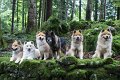 12_hunde