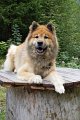 67_legro
