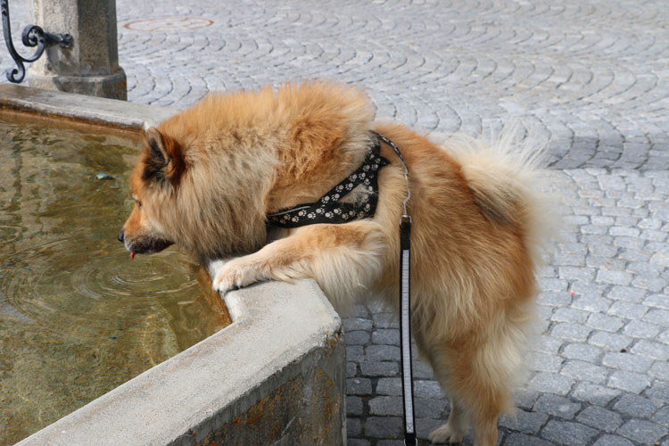 IMG_0549.jpg - Legro stillt schon mal seinen Durst am Dorfbrunnen