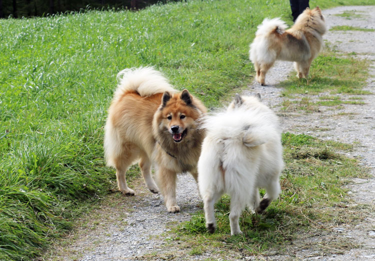 IMG_0569.jpg - Die Hunde geniessen den Freilauf