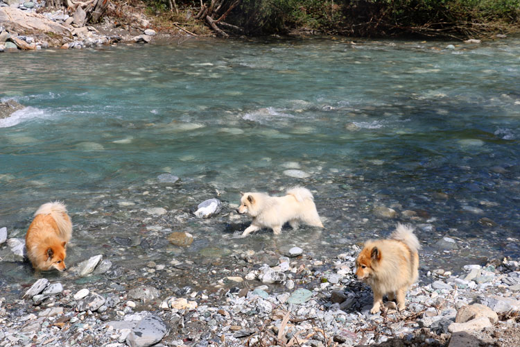 IMG_0598.jpg - Lasca, Gwen und Limbo