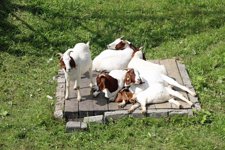 IMG_0659.jpg - Scheint ein begehrter Platz zu sein bei den Ziegen