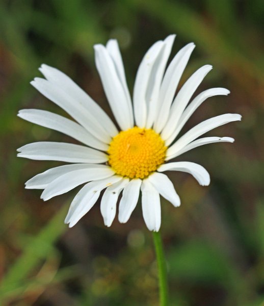IMG_0737.jpg - Noch eine Blüte