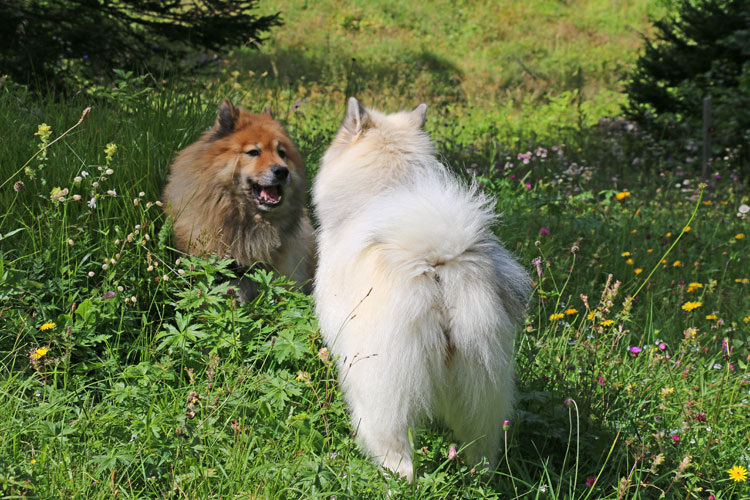 IMG_0741.jpg - Legro und Gwen im "Gespräch"