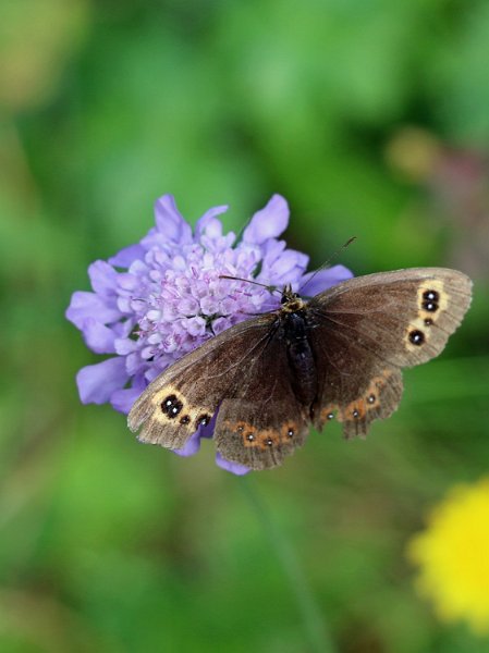 IMG_0748.jpg - Hallo Schmetterling