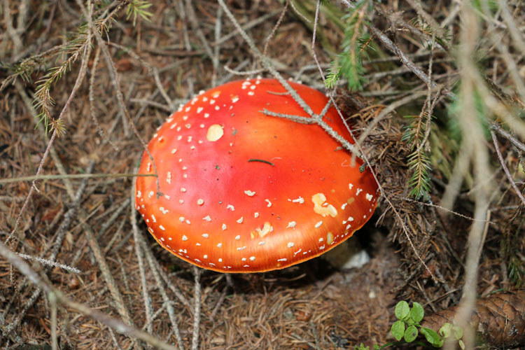 IMG_0753.jpg - Schön bunt, aber auch schön giftig dieser Fliegenpilz