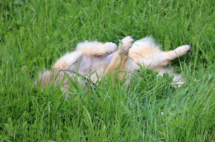 IMG_0774.jpg - Legro wälzt sich währenddessen genüsslich