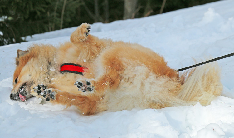 IMG_6971.jpg - Sie geniesst ein herrliches Schnee-Bad