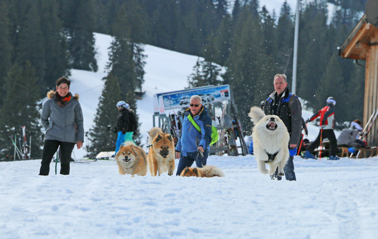 IMG_7112.jpg - Hunde-Wettrennen: Gwen liegt klar in Führung