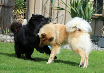 Finn und Okelani beim Spielen