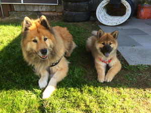 Legro und Okelani auf dem Hundeplatz