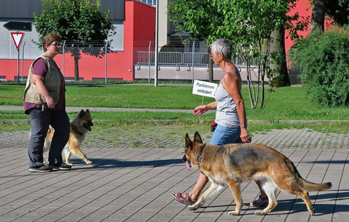 Hundebegegnung