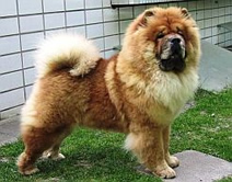 Chow Chow