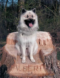 Onyx auf dem Holzthron