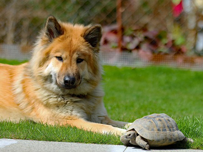 Okelani mit Schildkröte