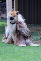 Okelani und Nori